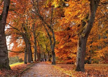 From the Loire Valley to Lapland: the best places in Europe to capture colorful autumn leaves