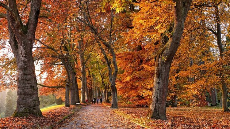 From the Loire Valley to Lapland: the best places in Europe to capture colorful autumn leaves