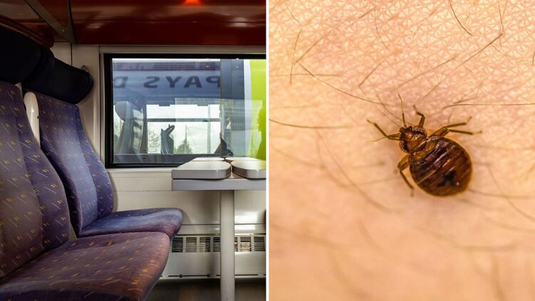 Trains and cinemas in France are reportedly infested with bedbugs as authorities in Paris urge action