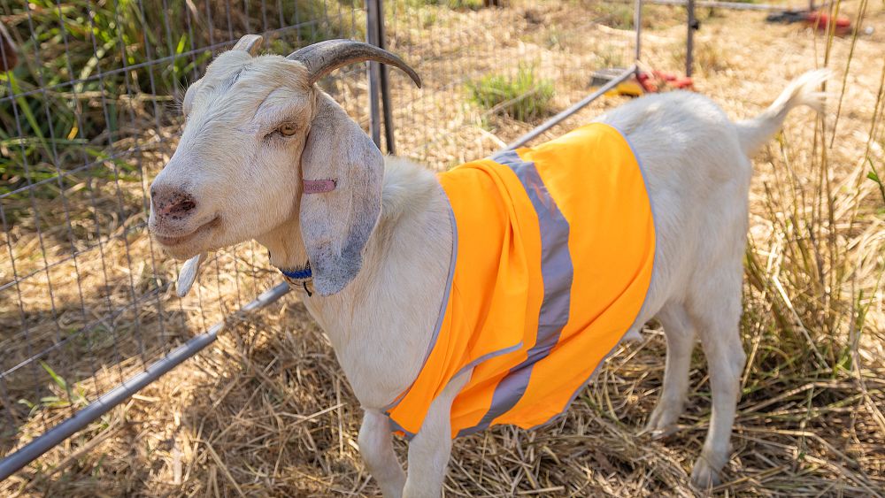 Goats brought on board by the Australian Rail Company to tackle fire-prone vegetation