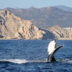 Guida all’osservazione delle balene a Los Gigantes, Tenerife: attrazioni e scenari unici 1 Guida all’osservazione delle balene a Los Gigantes, Tenerife: attrazioni e scenari unici