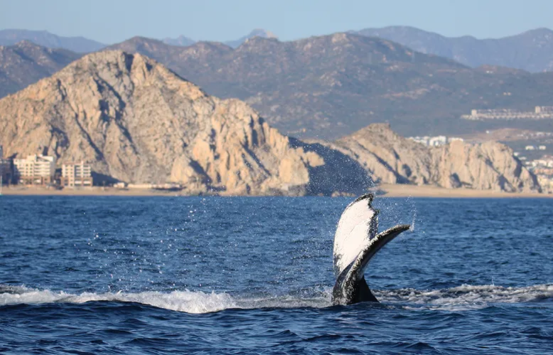 Guida all’osservazione delle balene a Los Gigantes, Tenerife: attrazioni e scenari unici 31 Guida all’osservazione delle balene a Los Gigantes, Tenerife: attrazioni e scenari unici