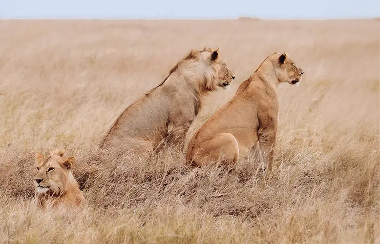 I migliori tour operator safari in Tanzania