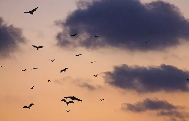 Questo Halloween, incontra le vere star della notte: i 7 milioni di pipistrelli di Trinidad