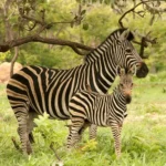 Guida al viaggio in Gambia: cosa vedere sulla fauna selvatica locale