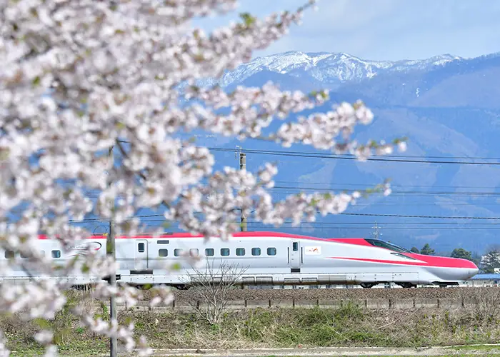 Viaggio a Tokyo e dintorni: 8 imperdibili destinazioni per il ciliegio in fiore