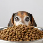 Guida al viaggio: alimentazione equilibrata per animali domestici in vacanza