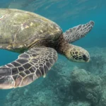 Guida alle Galapagos: cosa vedere e vivere nella più grande avventura naturale