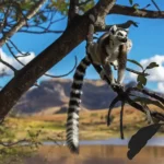 Viaggio di lusso in Madagascar: guida alle meraviglie naturali incontaminate