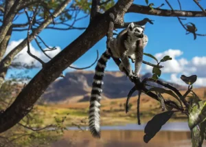 Viaggio di lusso in Madagascar: guida alle meraviglie naturali incontaminate