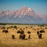 Viaggio a due nel Parco Nazionale USA: guida alle offerte BOGO da non perdere