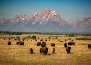 Viaggio a due nel Parco Nazionale USA: guida alle offerte BOGO da non perdere