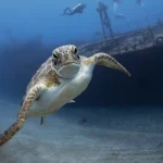 Guida a due isole Caraibiche per nuotare con tartarughe marine in modo responsabile