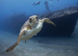 Guida a due isole Caraibiche per nuotare con tartarughe marine in modo responsabile