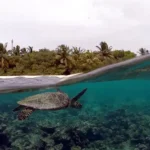 Guida al viaggio a Eri Maldives: scopri le tartarughe marine residenti