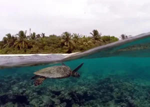 Guida al viaggio a Eri Maldives: scopri le tartarughe marine residenti