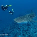 Maldive: guida all’avvistamento dello squalo balena vicino a Kandooma