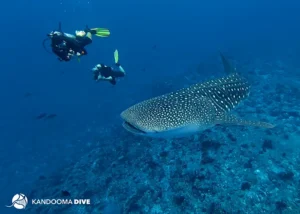Maldive: guida all’avvistamento dello squalo balena vicino a Kandooma