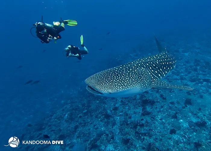 Maldive: guida all’avvistamento dello squalo balena vicino a Kandooma