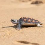 Resort di Lusso e Sostenibilità: Guida ai Migliori per la Conservazione delle Tartarughe Marine