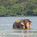 Uga Resorts: guida al progetto turistico di coesistenza con elefanti in Sri Lanka