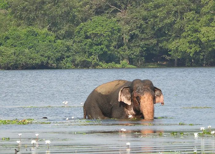 Uga Resorts: guida al progetto turistico di coesistenza con elefanti in Sri Lanka